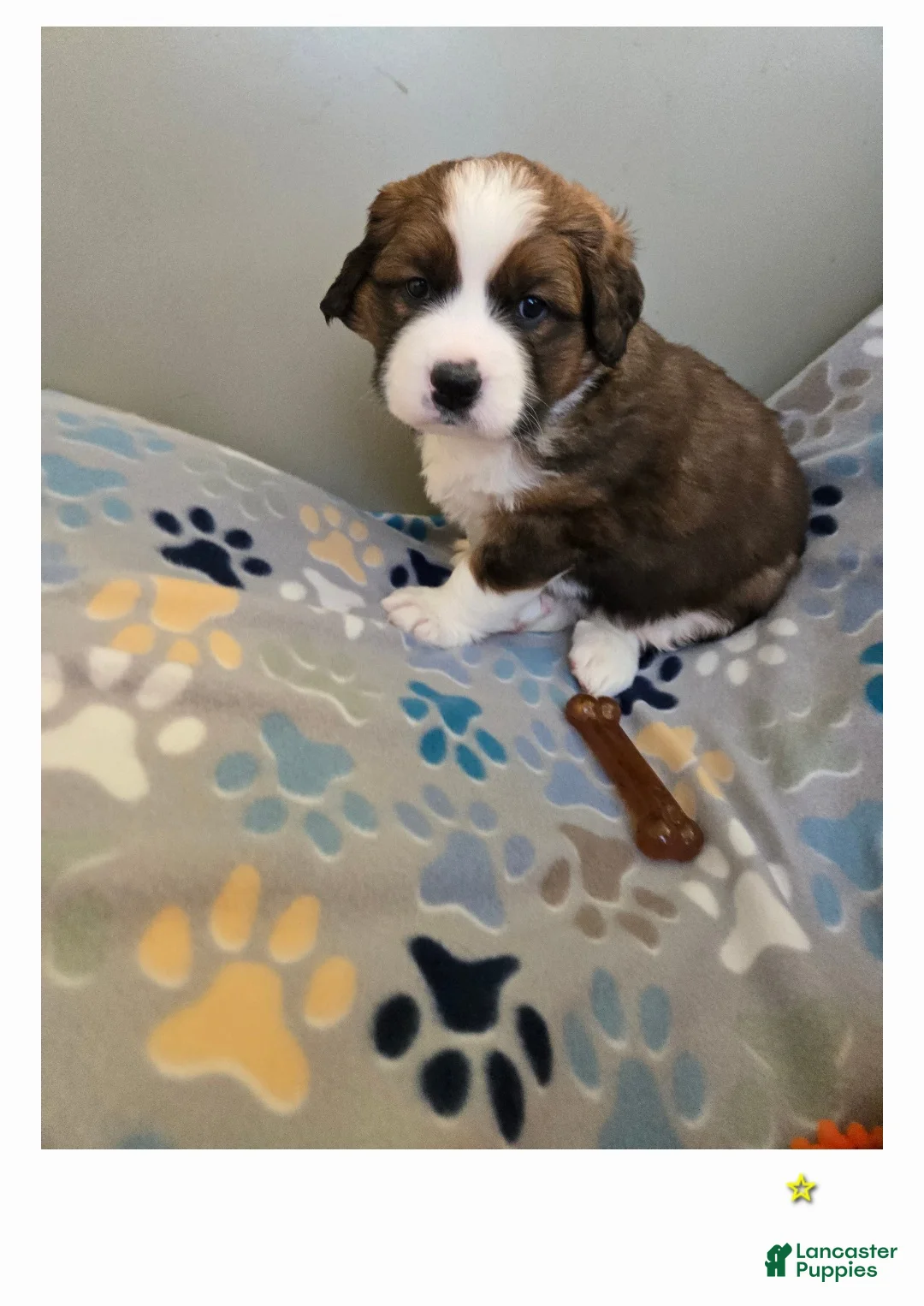 Mixed Breed dogs for sale: Buttercup  - Ad 15