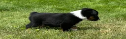 Miniature Australian Shepherd dogs for sale: Miniature Australian Shepherd Puppy 11 - Ad 4