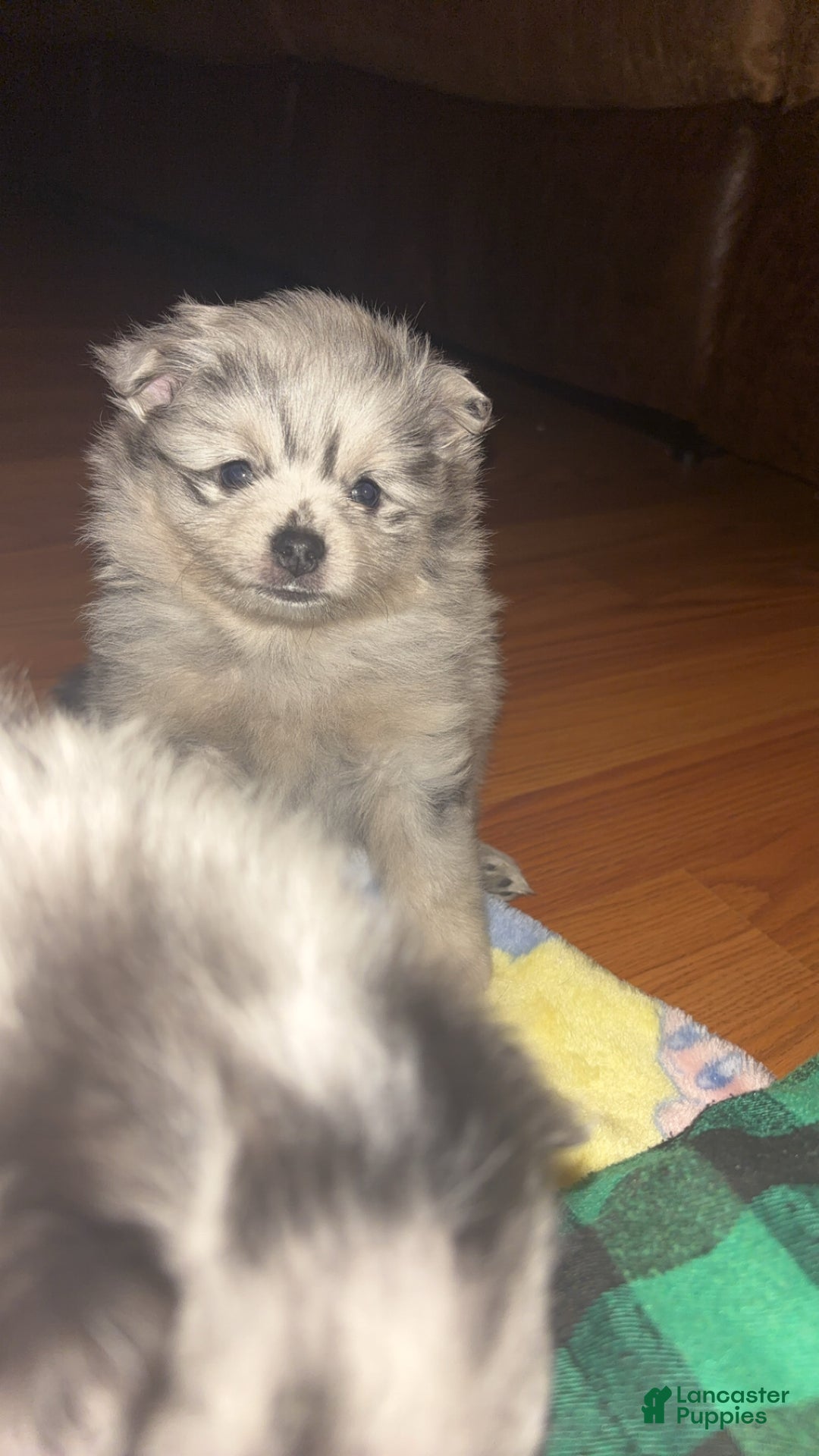 Pomeranian dogs for sale: Pomeranian Puppy 2 - Ad 1