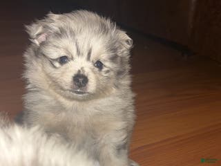 Pomeranian dogs Pomeranian Puppy 2 - Ad 32