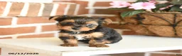 Yorkshire Terrier dogs for sale: Buddy - Ad 2
