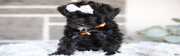 Miniature Poodle dogs for sale: Gracie  - Ad 12