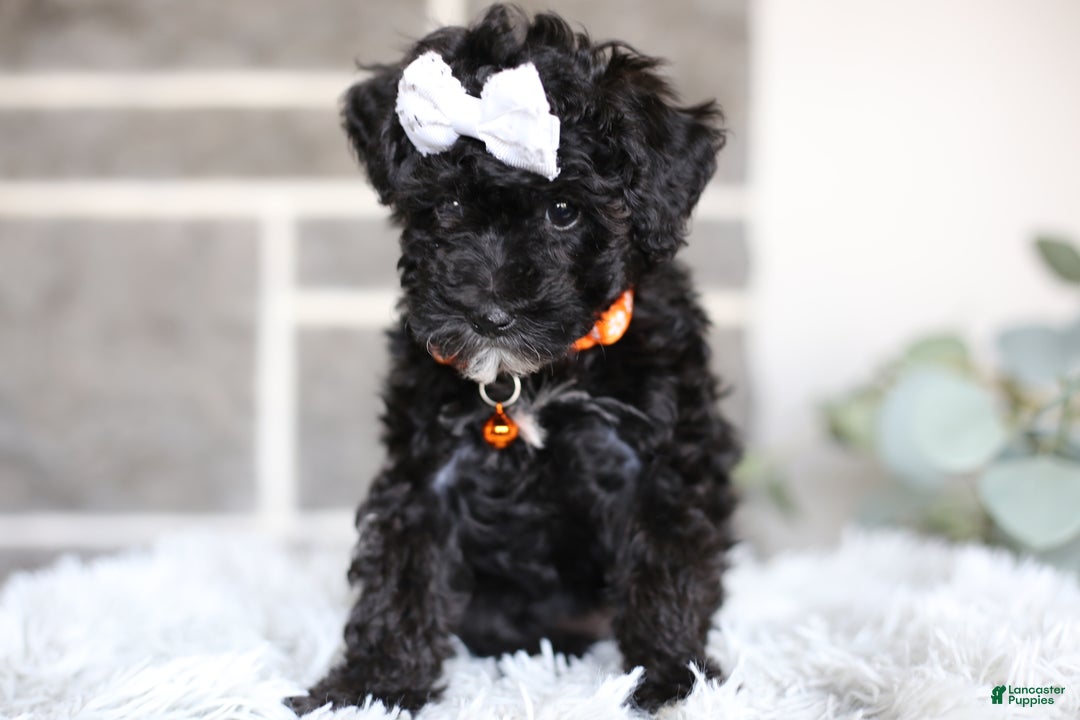 Miniature Poodle dogs for sale: Gracie  - Ad 12