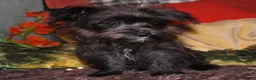 Morkie dogs for sale: Frank - Ad 7