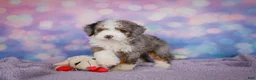 Mini Bernedoodle dogs for sale: Sandy - Ad 10