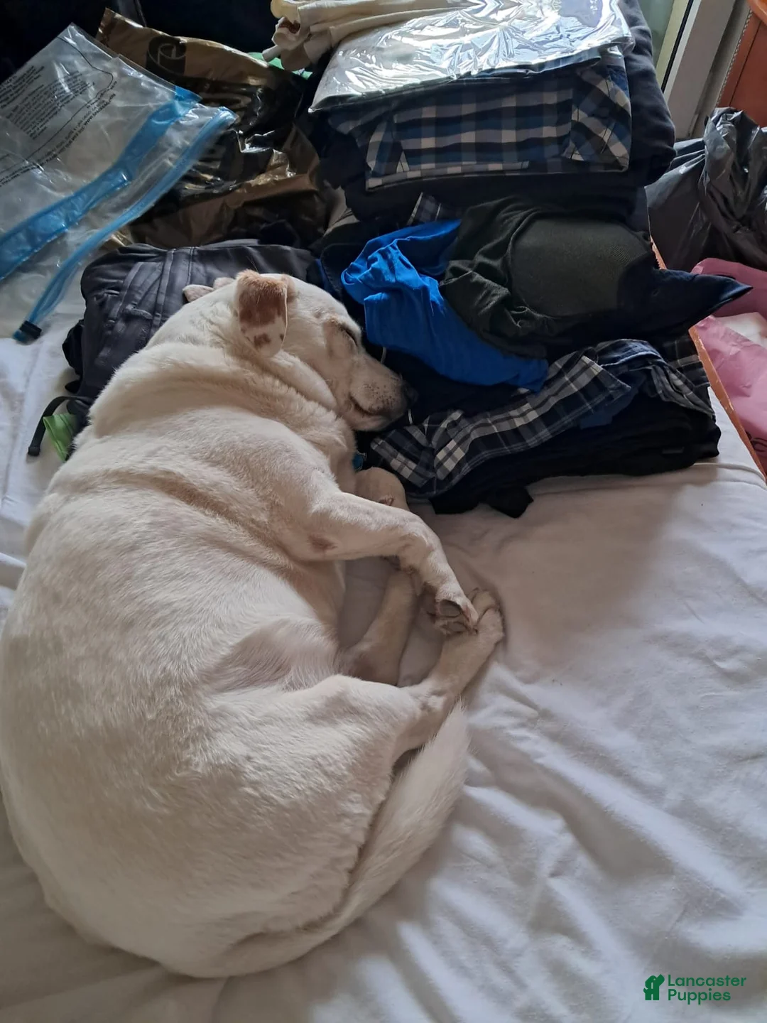 Mixed Breed dogs for sale: Paco - Ad 1