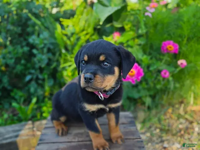 Rottweiler dogs for sale: Mia - Ad 1