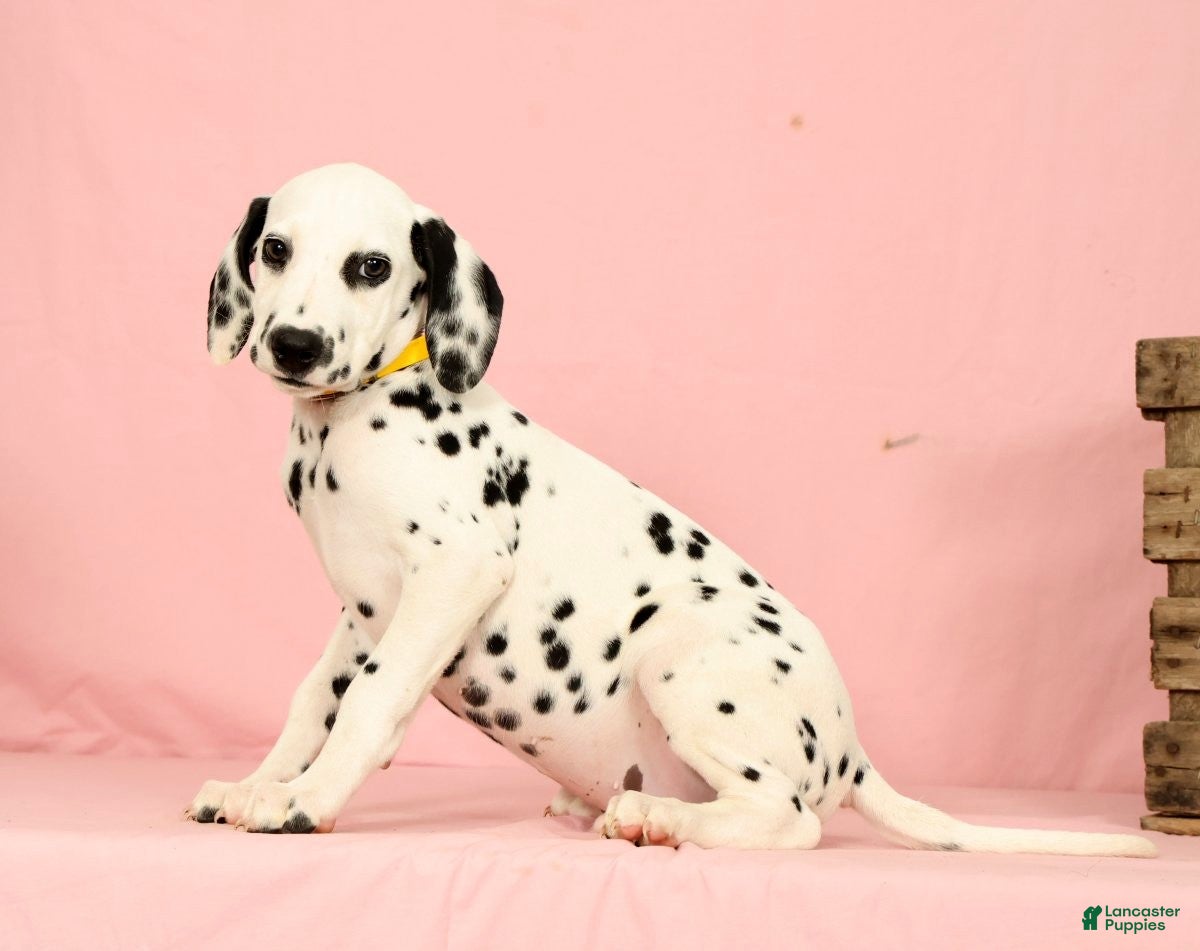 Dalmatian dogs Robo - Ad 2