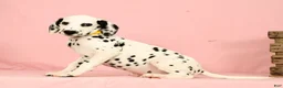 Dalmatian dogs for sale: Robo - Ad 2
