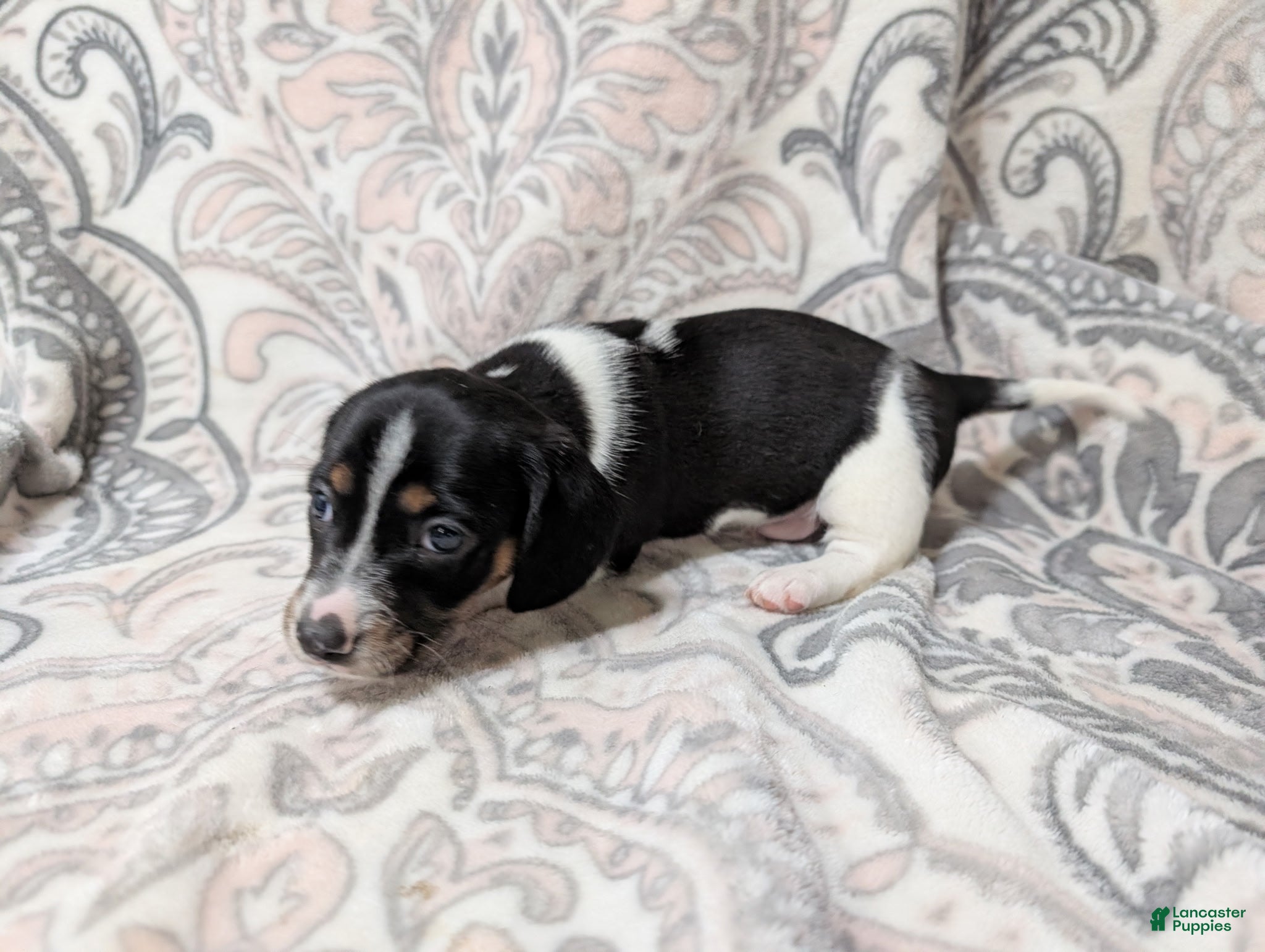 Miniature Dachshund dogs for sale: Boy 5462 - Ad 2