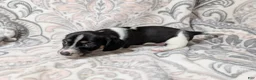 Miniature Dachshund dogs for sale: Boy 5462 - Ad 1