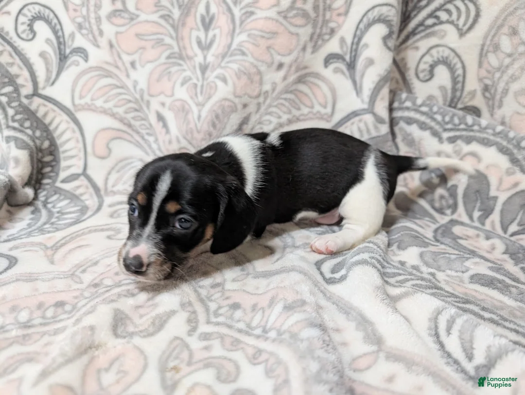 Miniature Dachshund dogs for sale: Boy 5462 - Ad 1