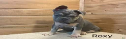 French Bulldog dogs for sale: Roxy - Ad 7