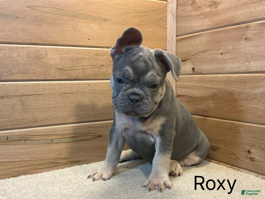 French Bulldog dogs for sale: Roxy - Ad 7