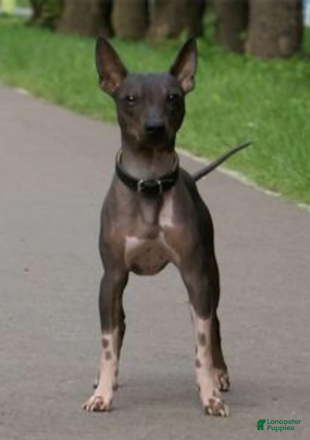 Xoloitzcuintle dogs for sale: Bambi  - Ad 17