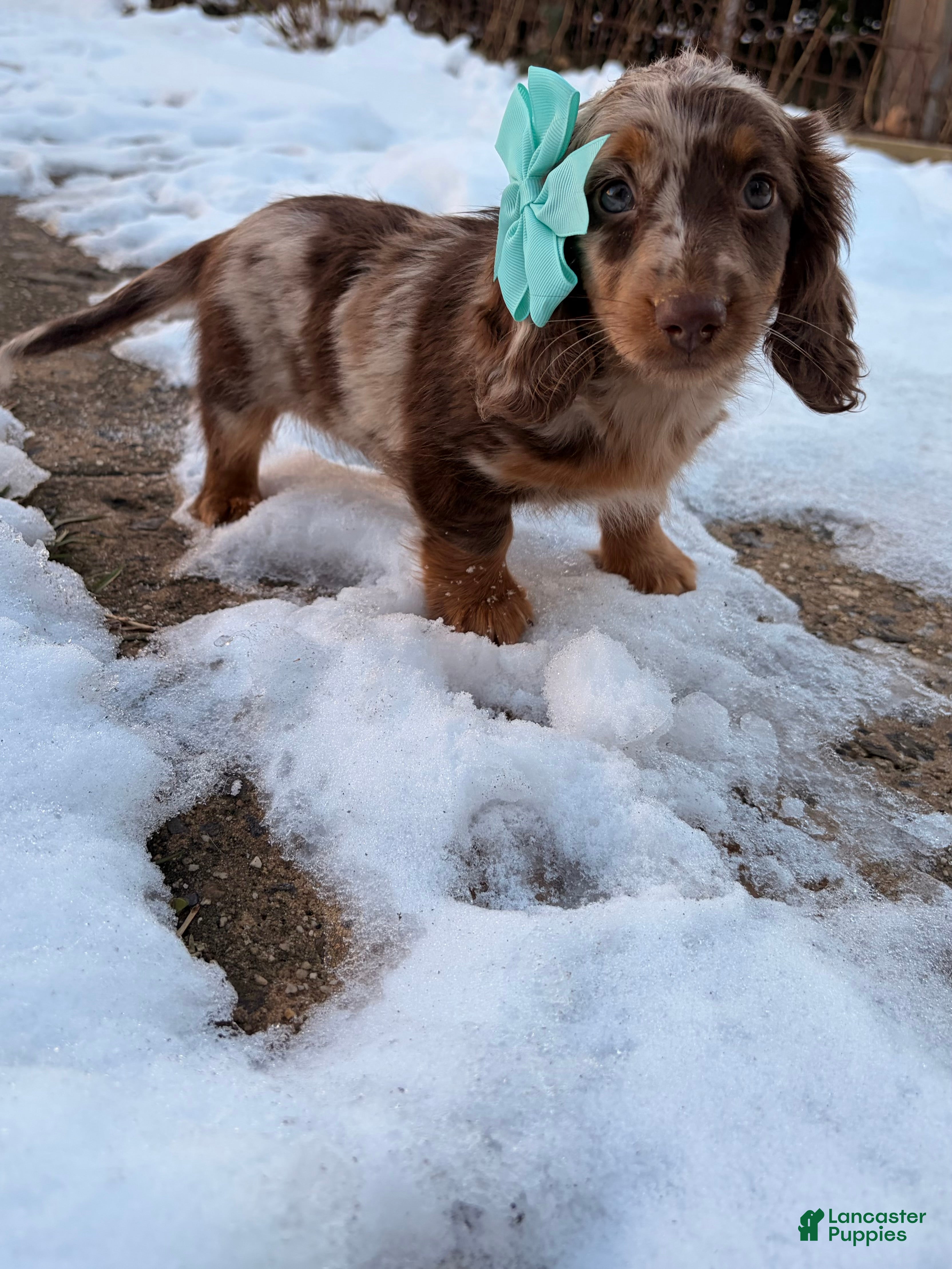 Miniature Dachshund dogs for sale: Molly - Ad 2