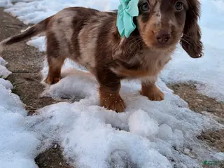 Miniature Dachshund dogs Molly - Ad 41