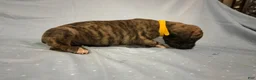 Great Dane dogs for sale: Hercules - Ad 3