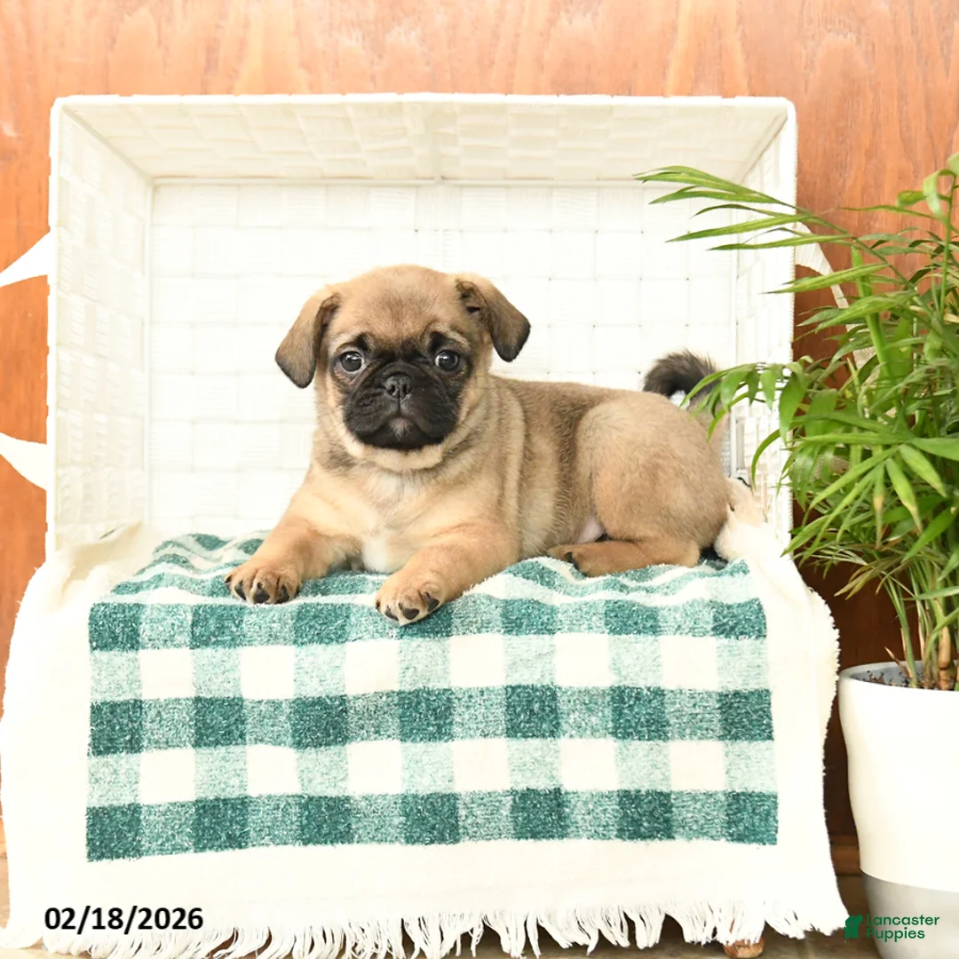 Pug dogs for sale: Doug  - Ad 3