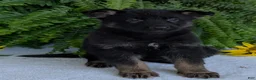 German Shepherd dogs for sale: Ivy - Ad 10