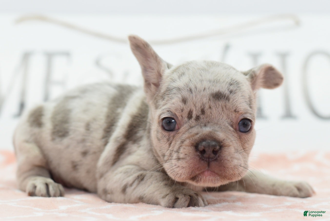 Mixed breed (Mixed breed, Female) in Dayton, OH