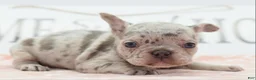 Mixed Breed dogs for sale: Bria merle - Ad 1