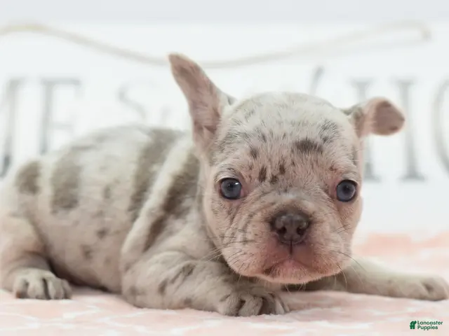 Mixed Breed dogs Bria merle - Ad 2