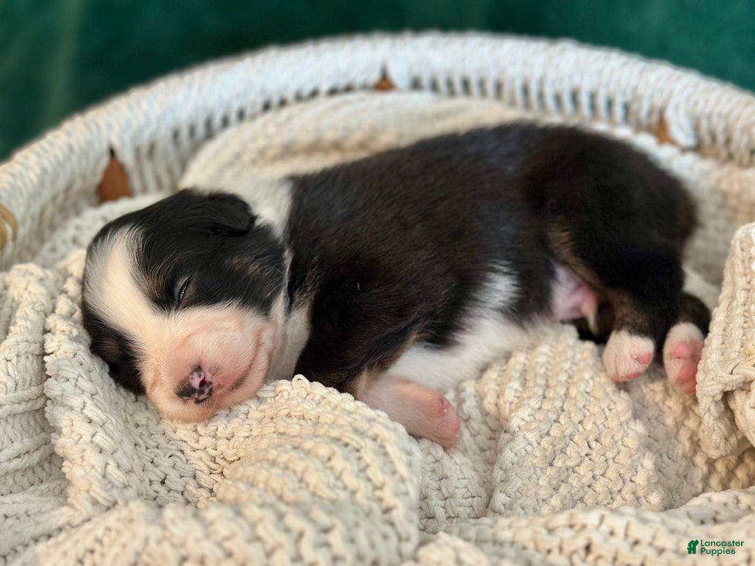 Australian Shepherd dogs for sale: Black Tri Male (Jack) - Ad 2