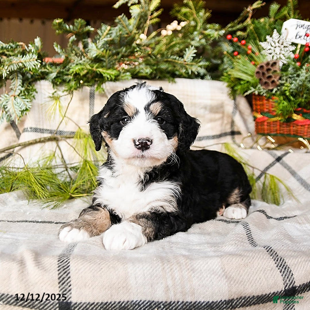 Mini Bernedoodle dogs for sale: Maverick - Ad 4