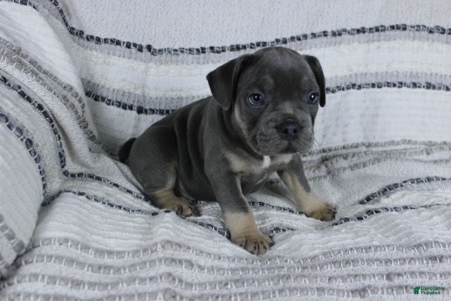French Bulldog dogs Dick - Ad 1