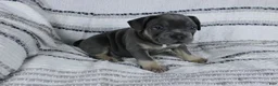 French Bulldog dogs for sale: Dick - Ad 1