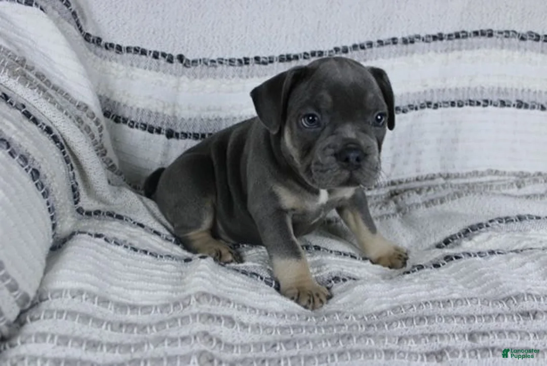 French Bulldog dogs for sale: Dick - Ad 1