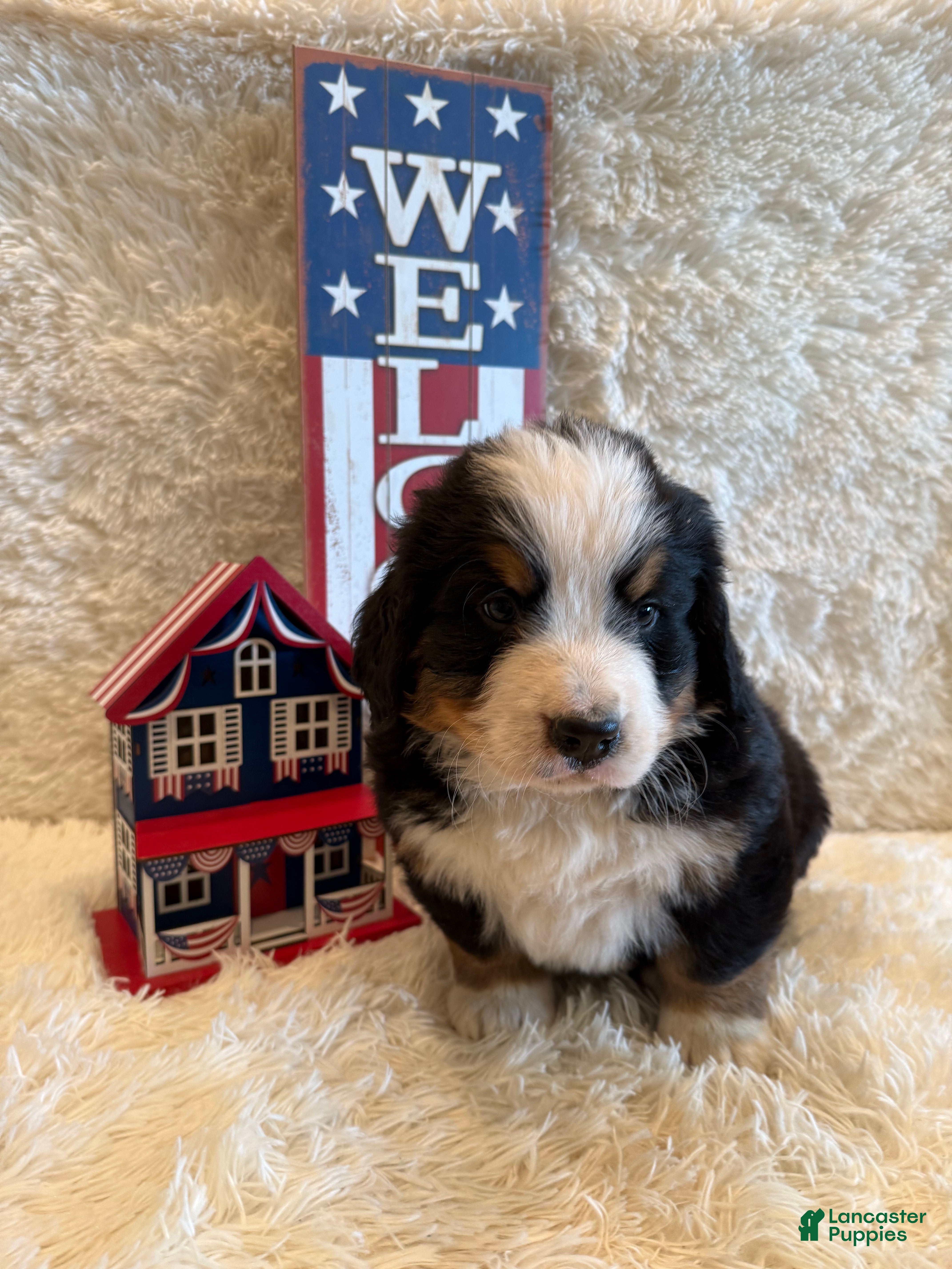 Bernese Mountain Dog dogs John - Ad 32