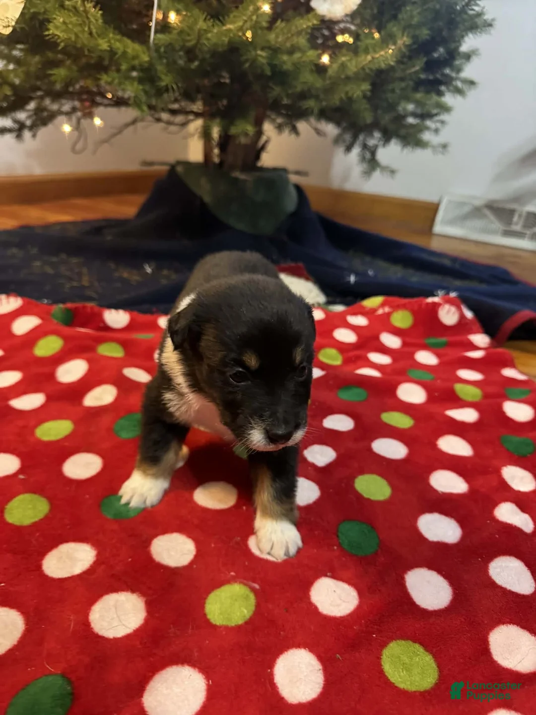 Australian Shepherd dogs for sale: Solstice - Ad 15