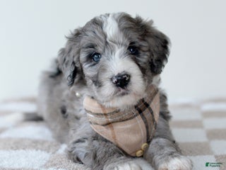 Bernedoodle dogs Denim - Ad 37