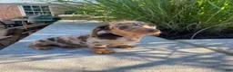 Miniature Dachshund dogs for sale: Otis - Ad 7