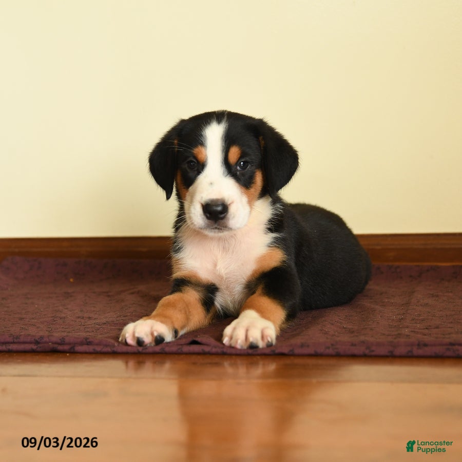 Greater Swiss Mountain Dog dogs Matthew - Ad 2