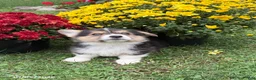 Welsh Corgi Pembroke dogs for sale: Phil - Ad 3