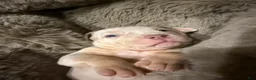 American Bully dogs for sale: Pearl - Ad 9