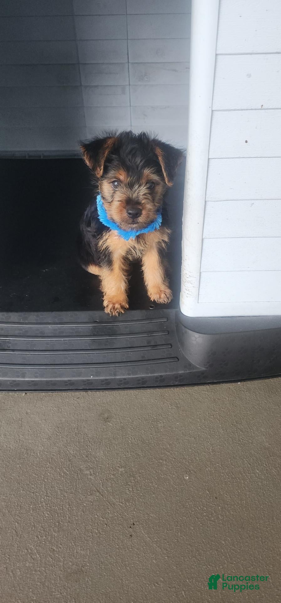 Yorkshire Terrier dogs Yorkshire Terrier blue boy - Ad 2