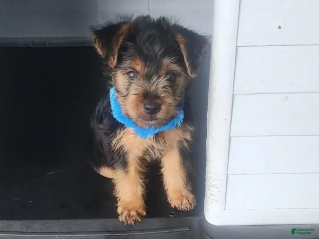 Yorkshire Terrier dogs for sale: Yorkshire Terrier blue boy - Ad 2