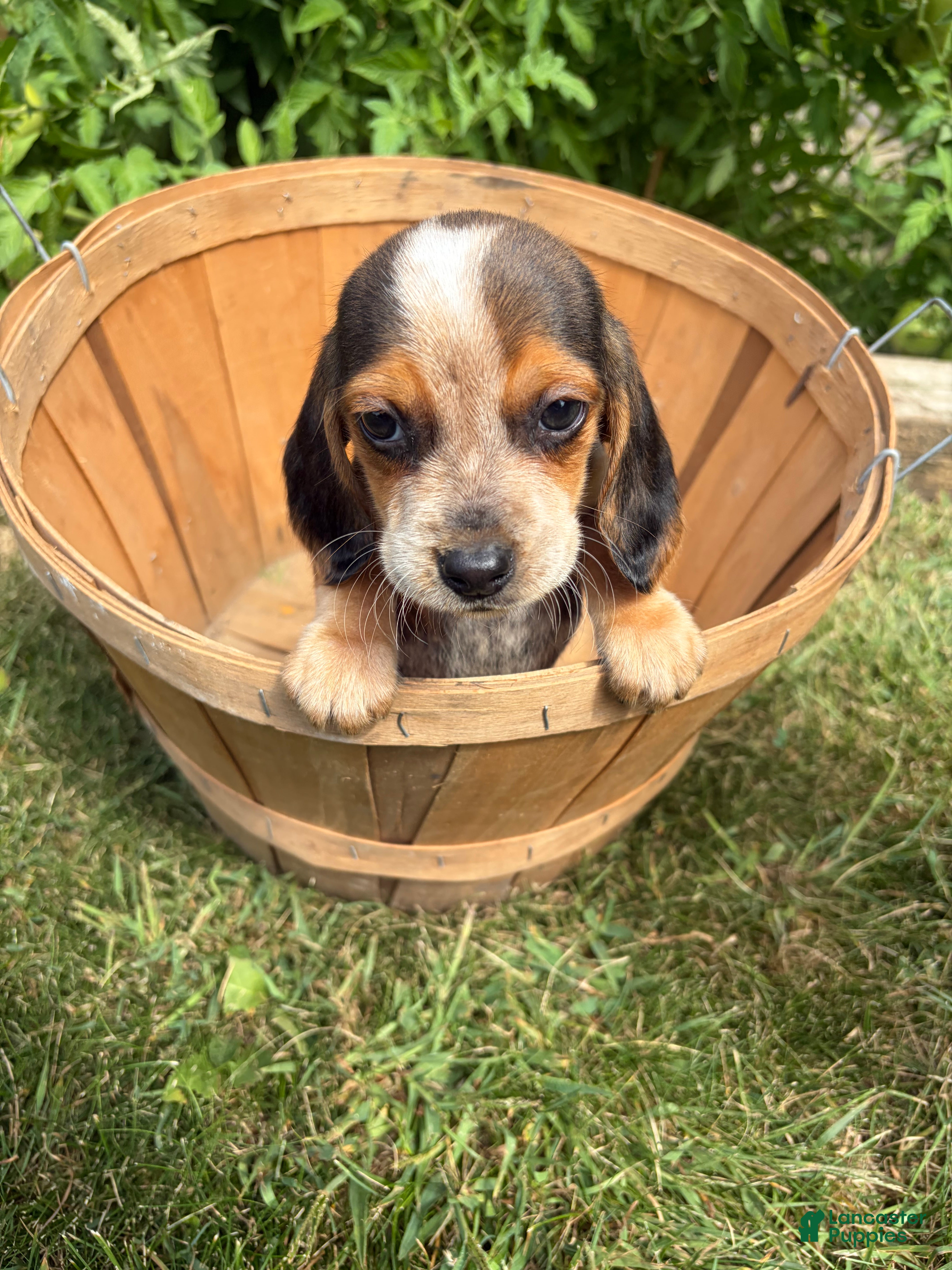 Beagle dogs for sale: Riot - Ad 1