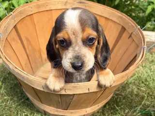 Beagle dogs Riot - Ad 2