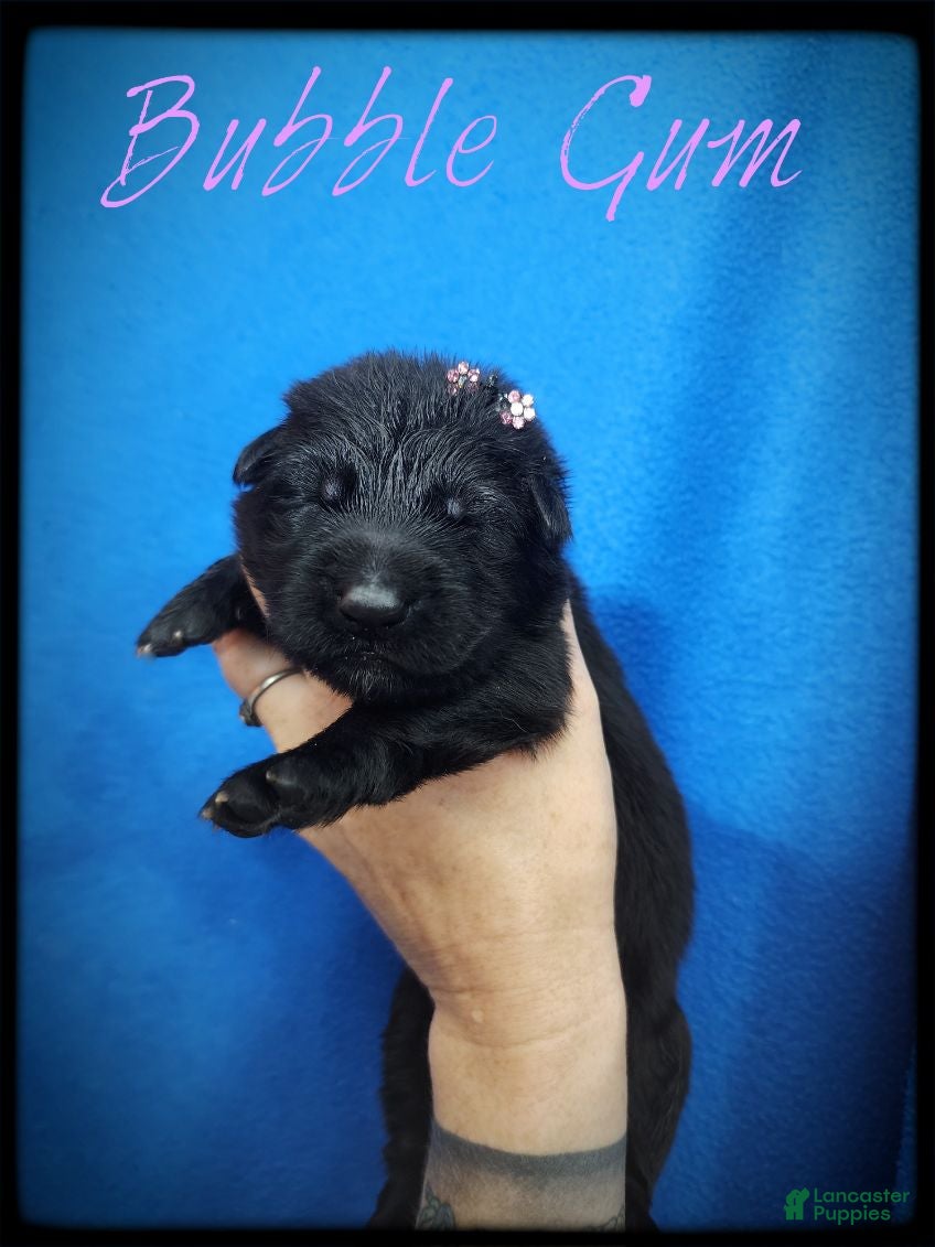 German Shepherd dogs Bubble Gum - Ad 17