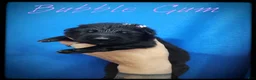 German Shepherd dogs for sale: Bubble Gum - Ad 1