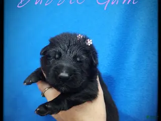 German Shepherd dogs Bubble Gum - Ad 17