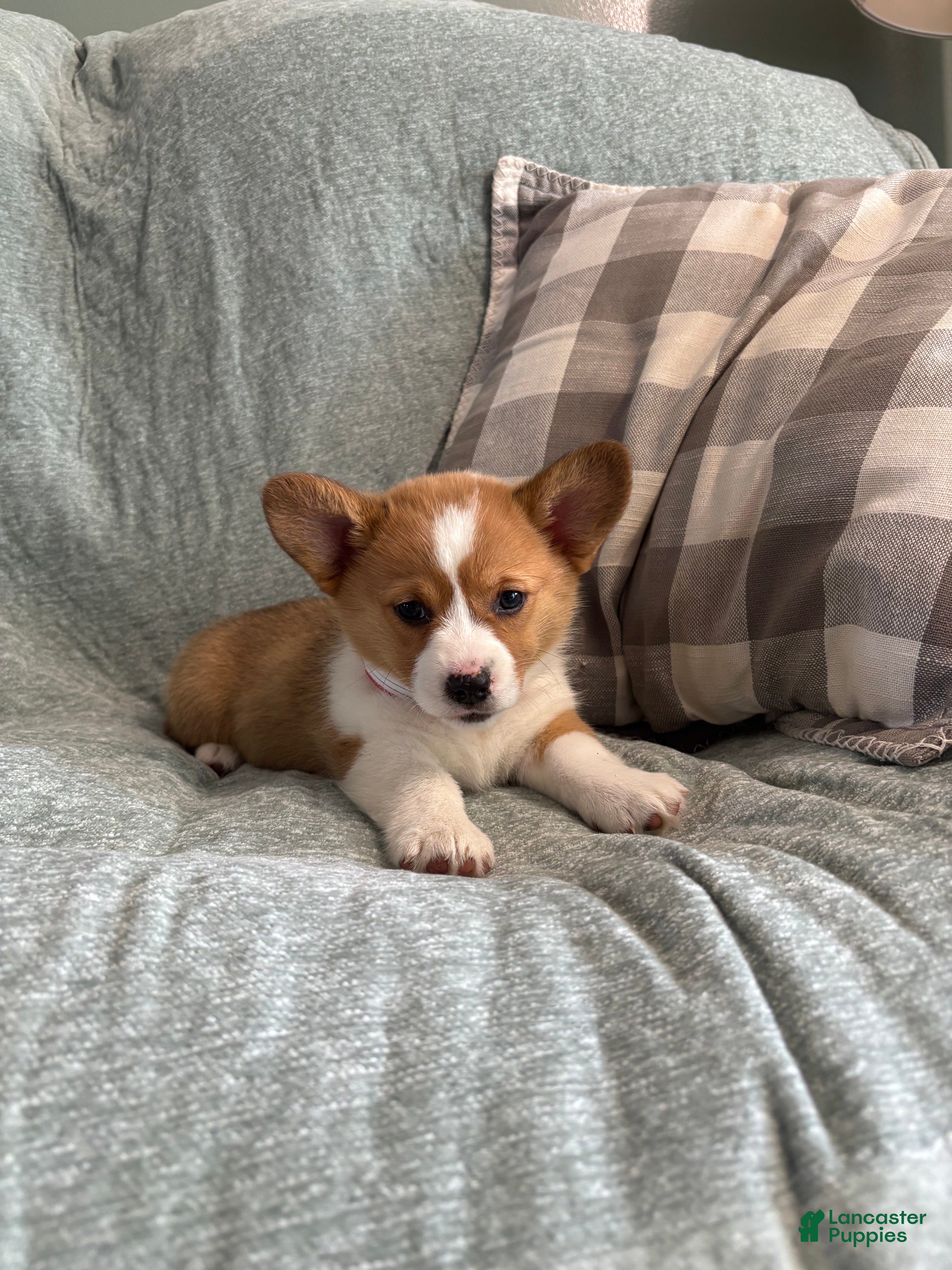 Welsh Corgi Pembroke dogs Welsh Corgi Pembroke 3 - Ad 2