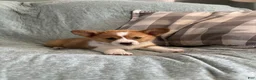 Welsh Corgi Pembroke dogs for sale: Welsh Corgi Pembroke 3 - Ad 2