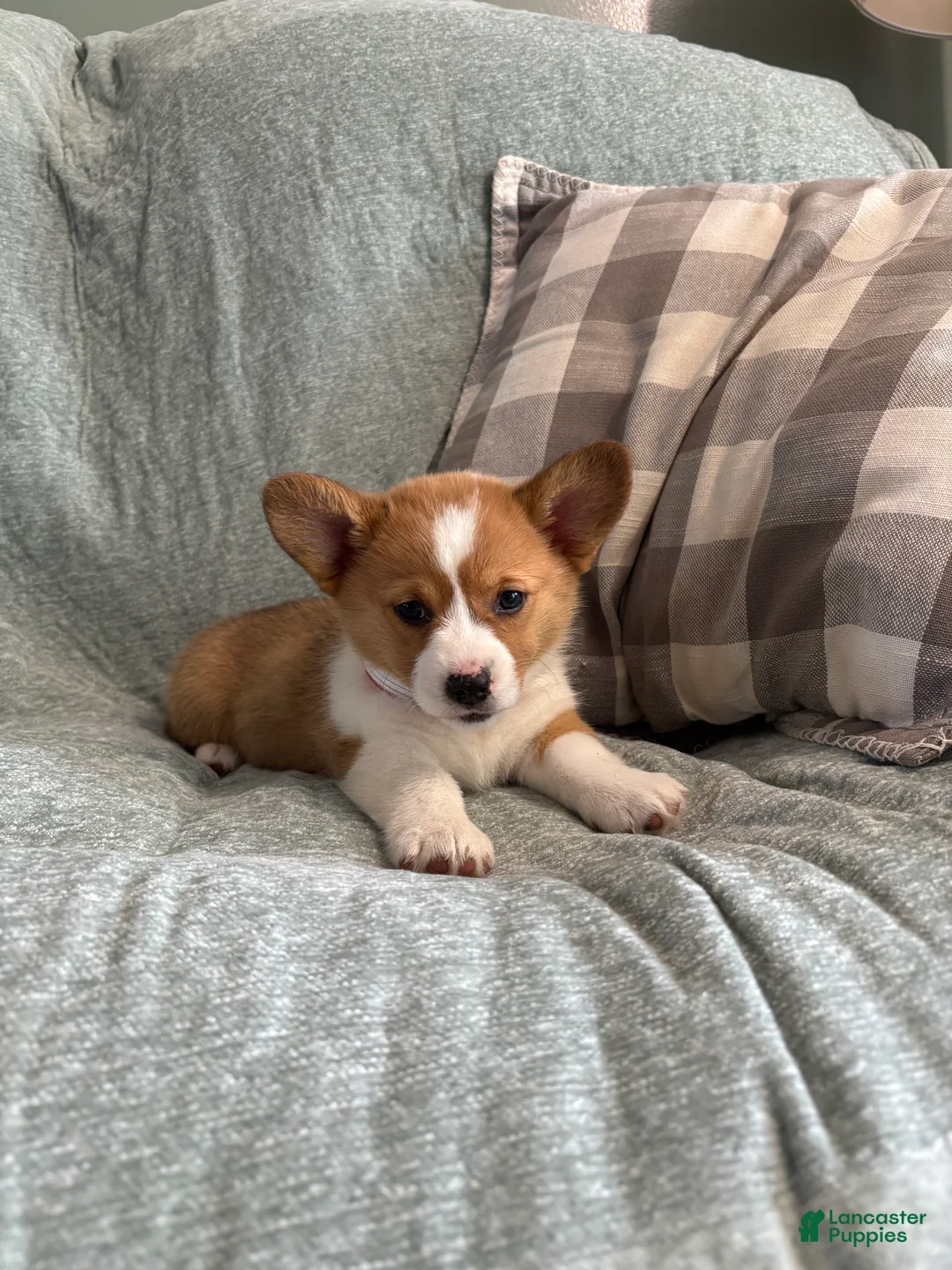 Welsh Corgi Pembroke dogs for sale: Welsh Corgi Pembroke 3 - Ad 2