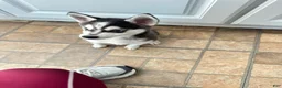 Siberian Husky dogs for sale: Siberian Husky 1 - Ad 9